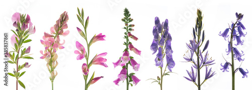 sieben verschiedene Blüten freigestellt auf weißem Hintergrund in ros , pink, lila, blau