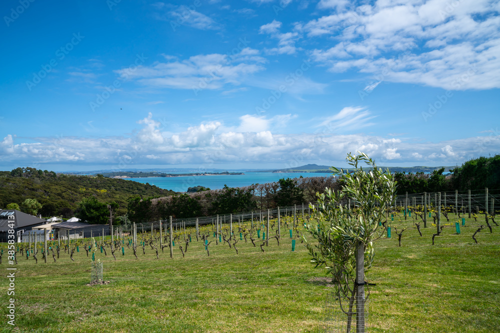 Landscape from vineyards across  harbor to Rangitoto Island and Auckland.