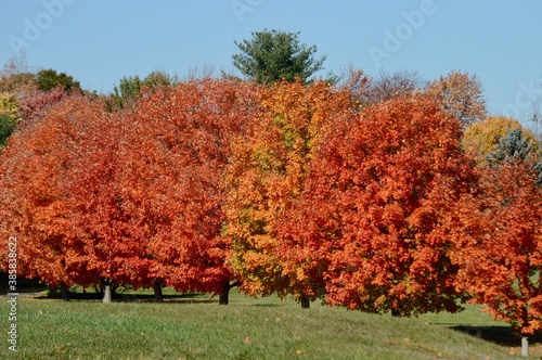 autumn trees in the field
