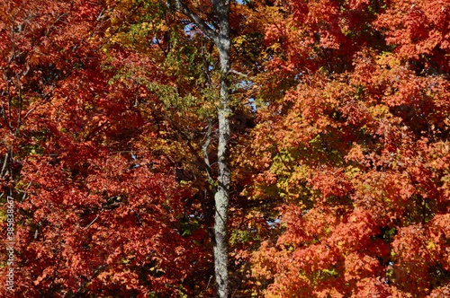 fall foliage backgrounds that can be used for split screen or page spread