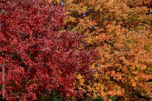 fall foliage backgrounds that can be used for split screen or page spread