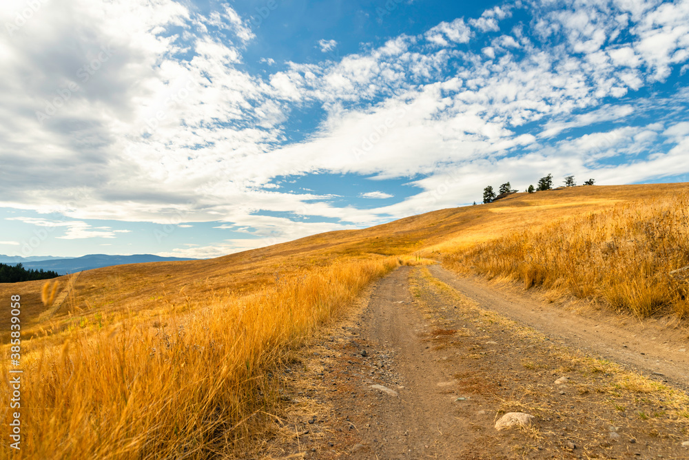 Country road on a hill between yellow grass on the meadows.