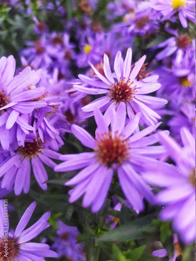 Obraz premium purple aster flowers