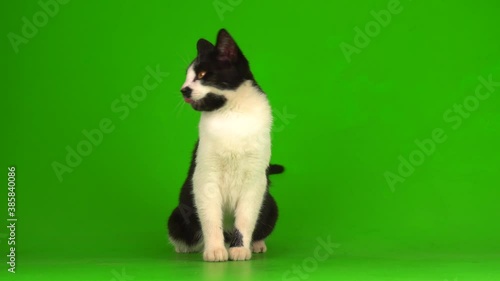 Black cat on a green background screen.
