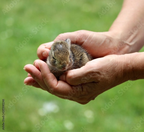 tiny bunny rabbit in hands.   reiki for animals.