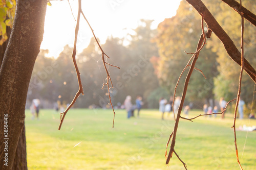 Blurry background with people walking on a sunny lawn. Branches with web on a front