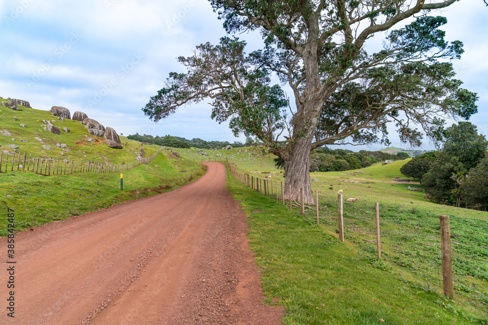 Rough farm road leading away past big tree on Waiheke Island New Zealand