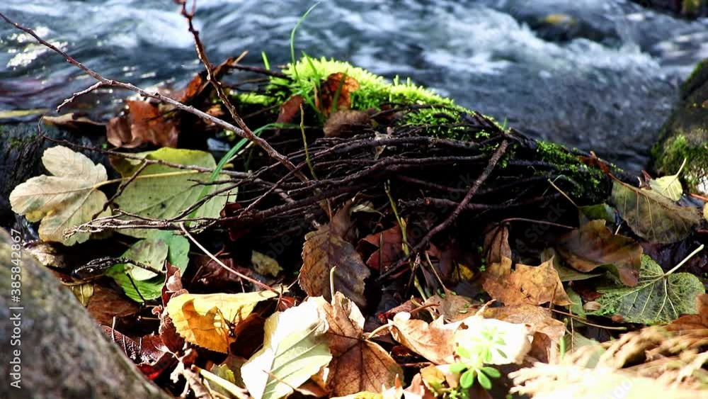 A fallen leaves in stones on creek bank in autumn landscape, close up. Autumn foliage in the brook with cascade. A fallen leaves in stones on creek bank in autumn landscape, close up. Autumn foliage in the brook with cascade.