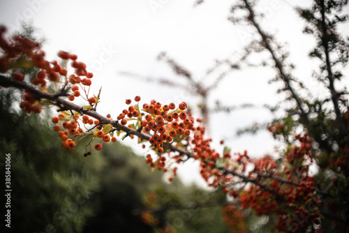 Closeup of a pyracantha tree branch with red berries