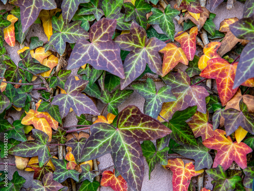 Full frame of bright ivy leaves on a rough wall.