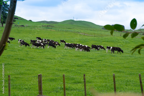 Wallpaper Mural Young calves grazing in field of lush green grass beyond fence. Torontodigital.ca