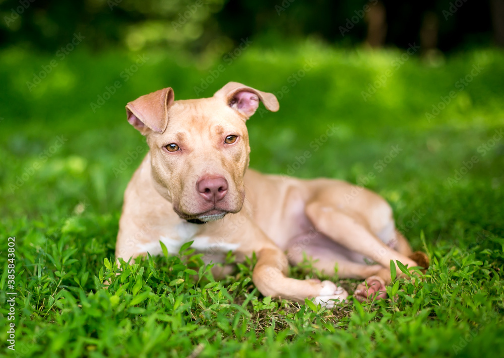 A young Pit Bull Terrier mixed breed dog lying in the grass outdoors