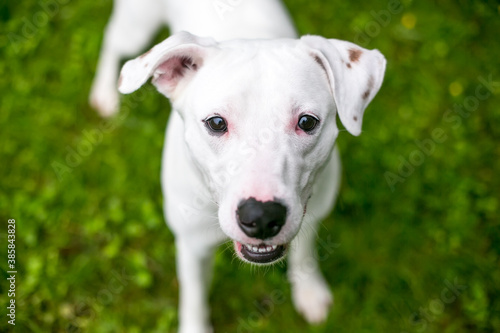 A white Terrier mixed breed dog looking up at the camera with a happy expression