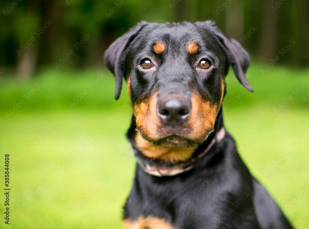 A purebred Rottweiler dog looking at the camera with an alert expression A purebred Rottweiler dog looking at the camera with an alert expression