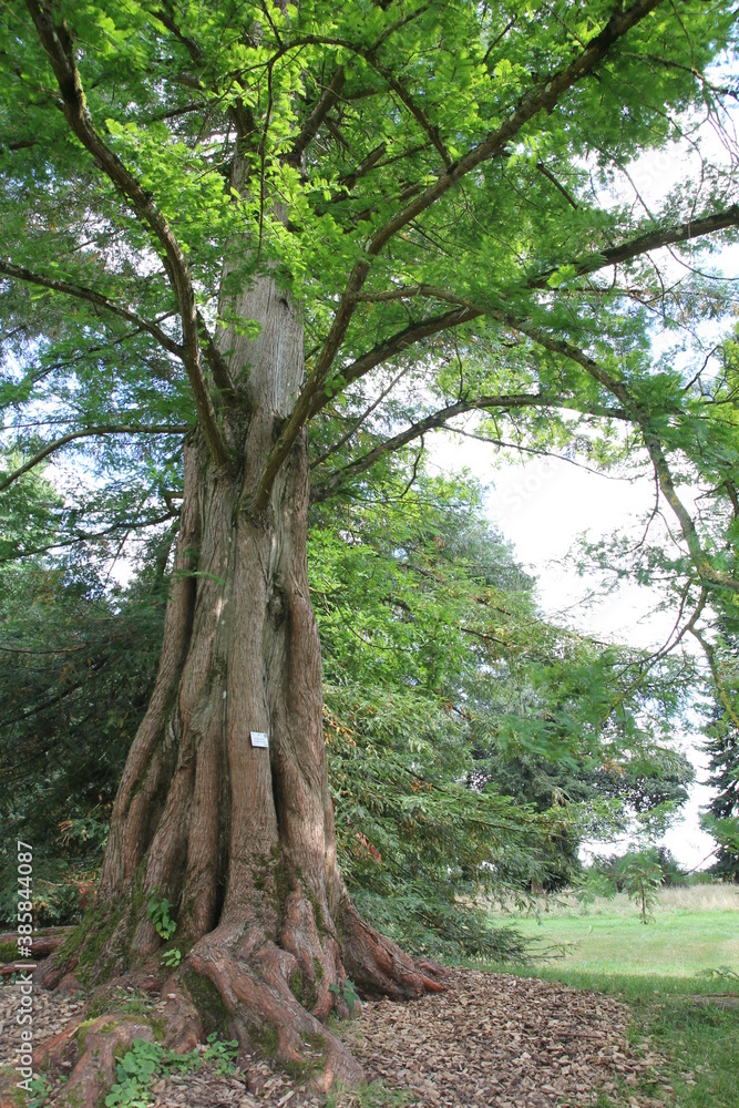 Fototapeta premium sous bois