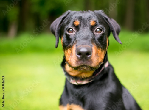 A purebred Rottweiler dog looking at the camera with an alert expression