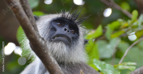 Fotografie Fauna de la isla de Sri Lanka, lengur
