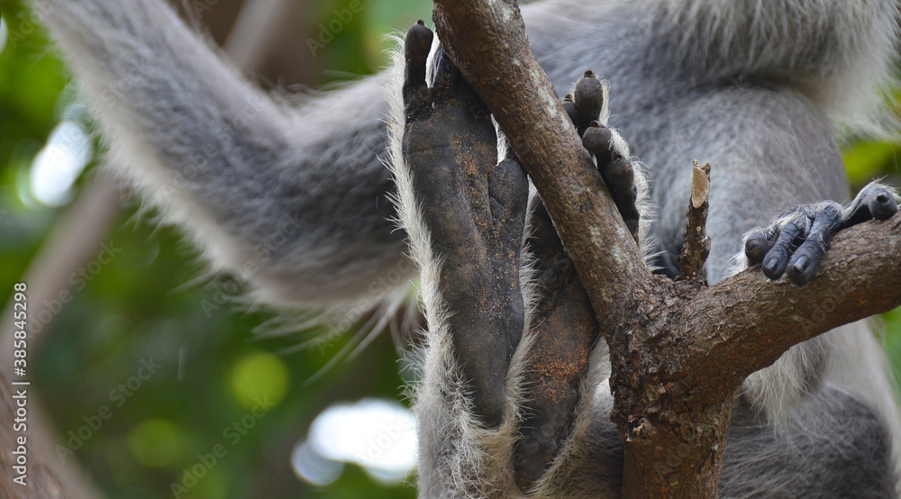 Obraz premium Fauna de la isla de Sri Lanka, lengur