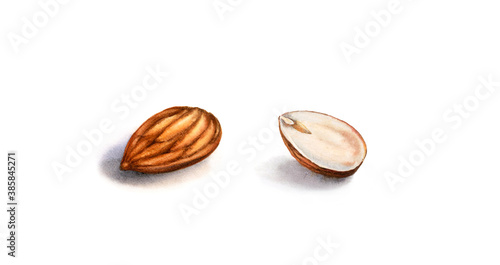 Watercolor Realistic botanical illustration with peeled almond fruits: whole and half slice. Hand painted isolated clipart, fresh nuts. Food illustration in brown beige color for label design