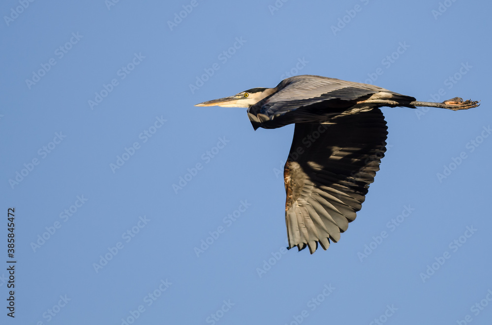 Fototapeta premium Great Blue Heron Flying in a Blue Sky