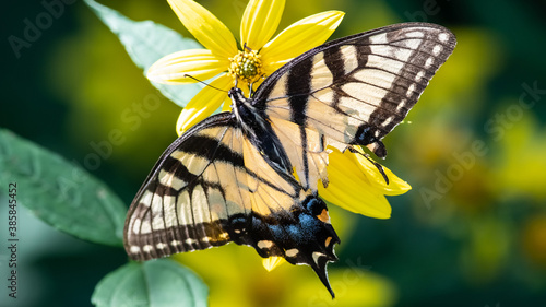 Canvas Print Eastern Tiger Swallowtail Butterfly with Injured Wing Sipping Nectar from the Ac