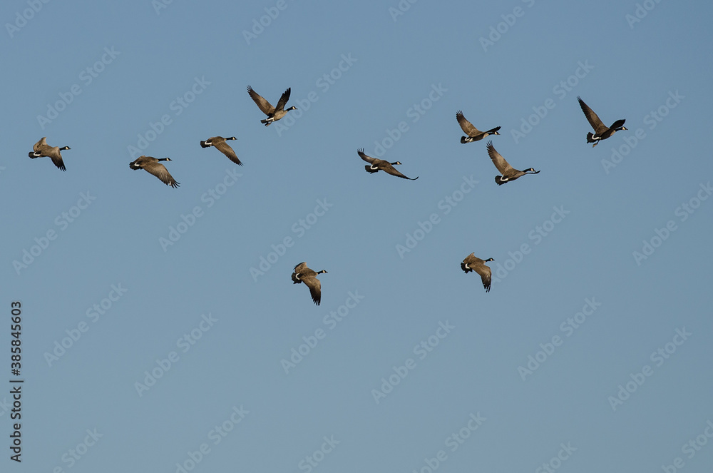Flock of Canada Geese Flying in a Blue Sky Flock of Canada Geese Flying in a Blue Sky