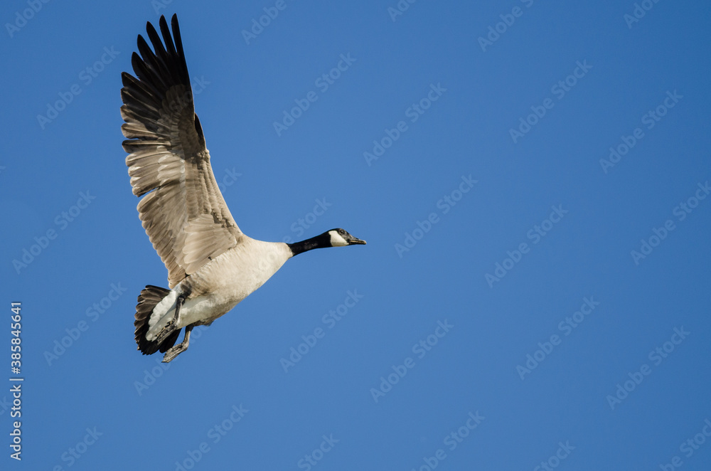 Fototapeta premium Lone Canada Goose Flying in a Blue Sky