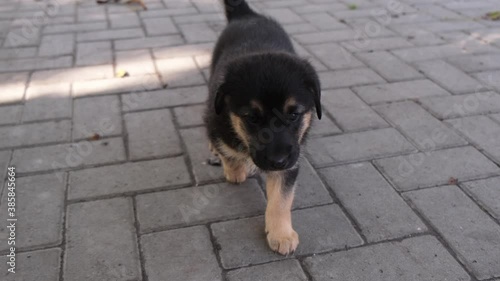 Small Black Puppy walking on the Paving in the Park. Super Adorable Active Pet, Loved and Cared. Concept for Dog Lovers