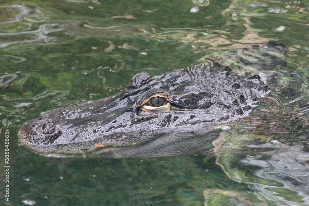 Obraz premium alligator