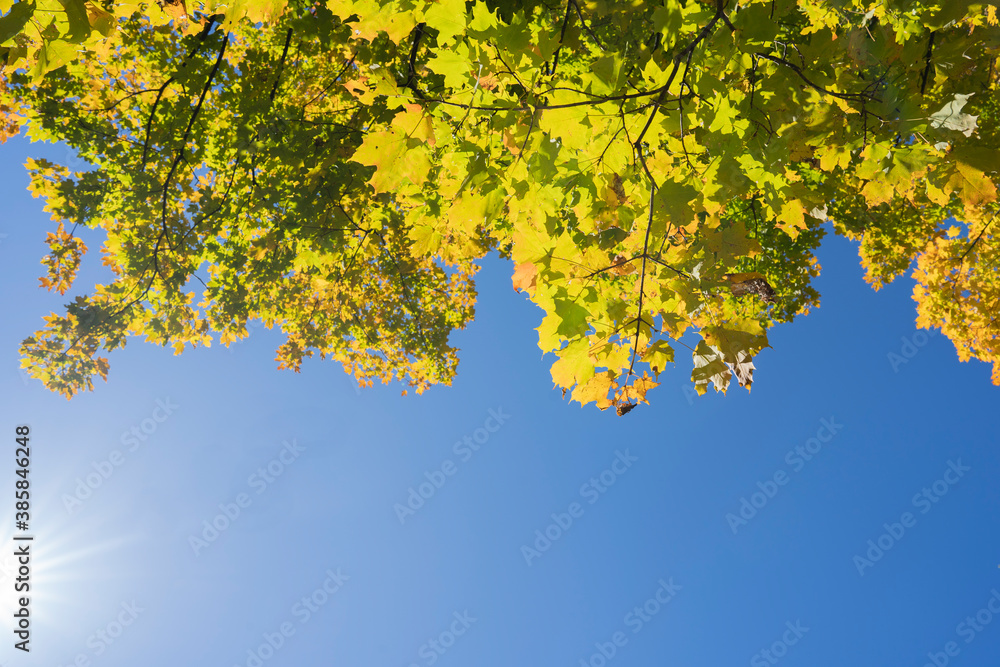 青々とした綺麗な空の下の紅葉 青々とした綺麗な空の下の紅葉