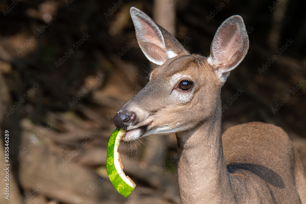 Fototapeta premium Young Doe Eating Watermelon Rind. A young female deer eating a green watermelon rind. The rind is sticking out from her mouth. Closeup view of just her head. Shallow depth of field.