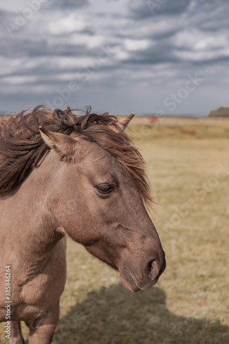 Portrait of wild horse looking in camera in national park. © Julija