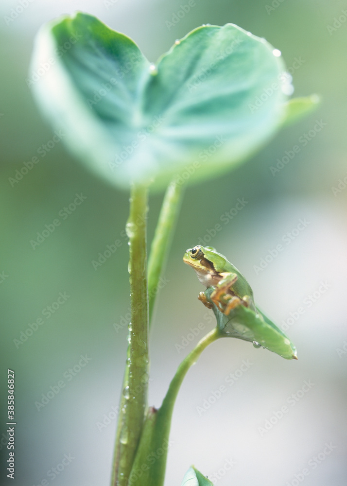 里芋の葉とカエル 里芋の葉とカエル