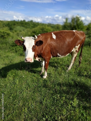 cow on the meadow © Igor