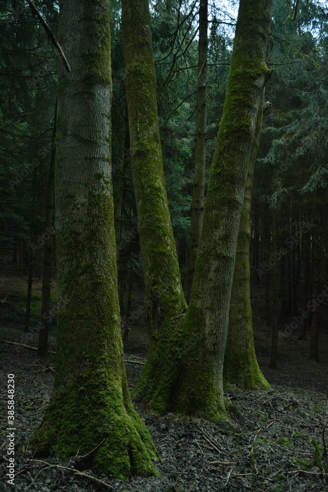 trees in the forest trees in the forest
