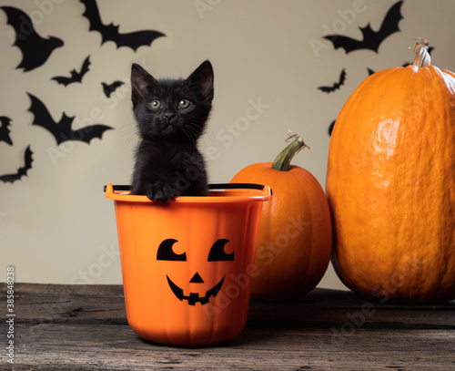 Halloween consept. Adorable black kitten sitting in halloween trick or treat bucket on palomino background with black bats and orange pumpkins