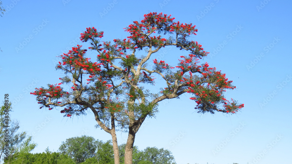 Vista del árbol llamado CEIBO, florecido en primavera con flores rojas.  foto de Stock | Adobe Stock