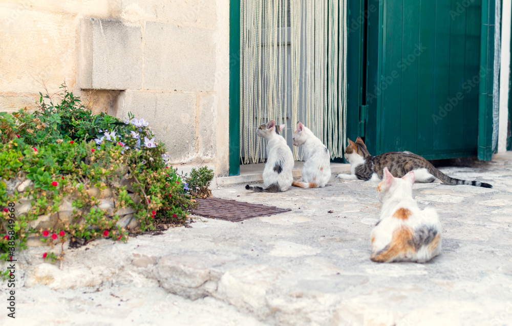 Cats sitting next to the open door and waiting for a food in Matera old town, Southern Italy.