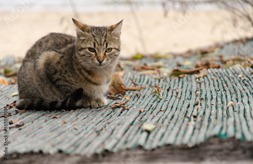 cat on the roof