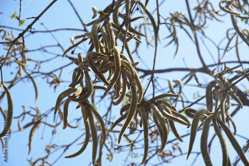 Ipe Amarello (yellow) fruit

