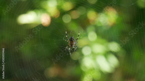 spider on a web - Saitama (Japan) 