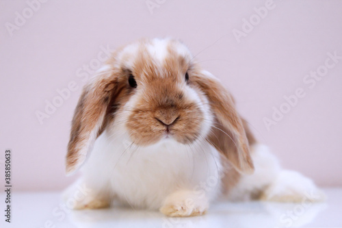 Fotoshooting mit einem jungen Zwergkaninchen