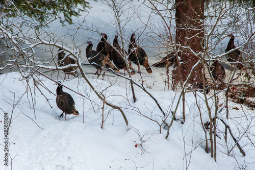 Birds in the snow