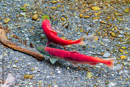 Foto wild, red sockeye salmon spawning in a clear forest stream in Alaska
