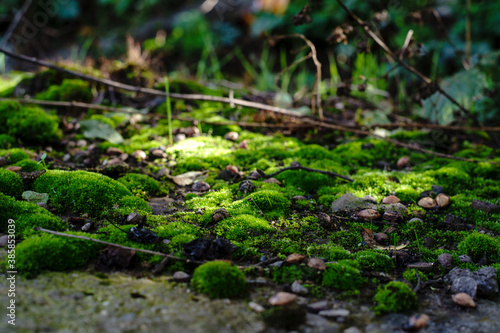 Mini world of moss