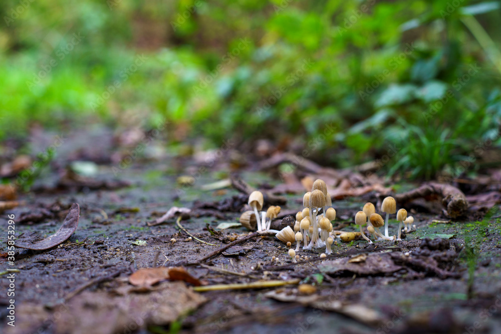 Mushroom patch Mushroom patch
