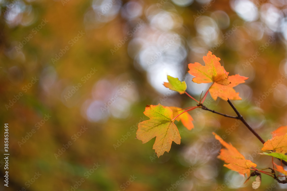 Autumn background. Orange leaves on a blurry background with beautiful bokeh. Only one sheet is in focus