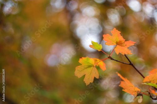 Autumn background. Orange leaves on a blurry background with beautiful bokeh. Only one sheet is in focus