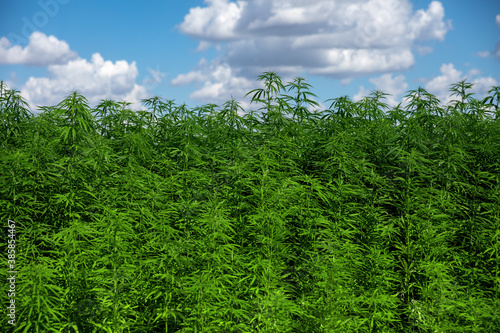 Agricultural hemp field against blue cloudy sky