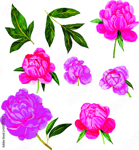 Set of  watercolor pink peonies. Beautiful floral illustration. Can be used for any  kind of a design